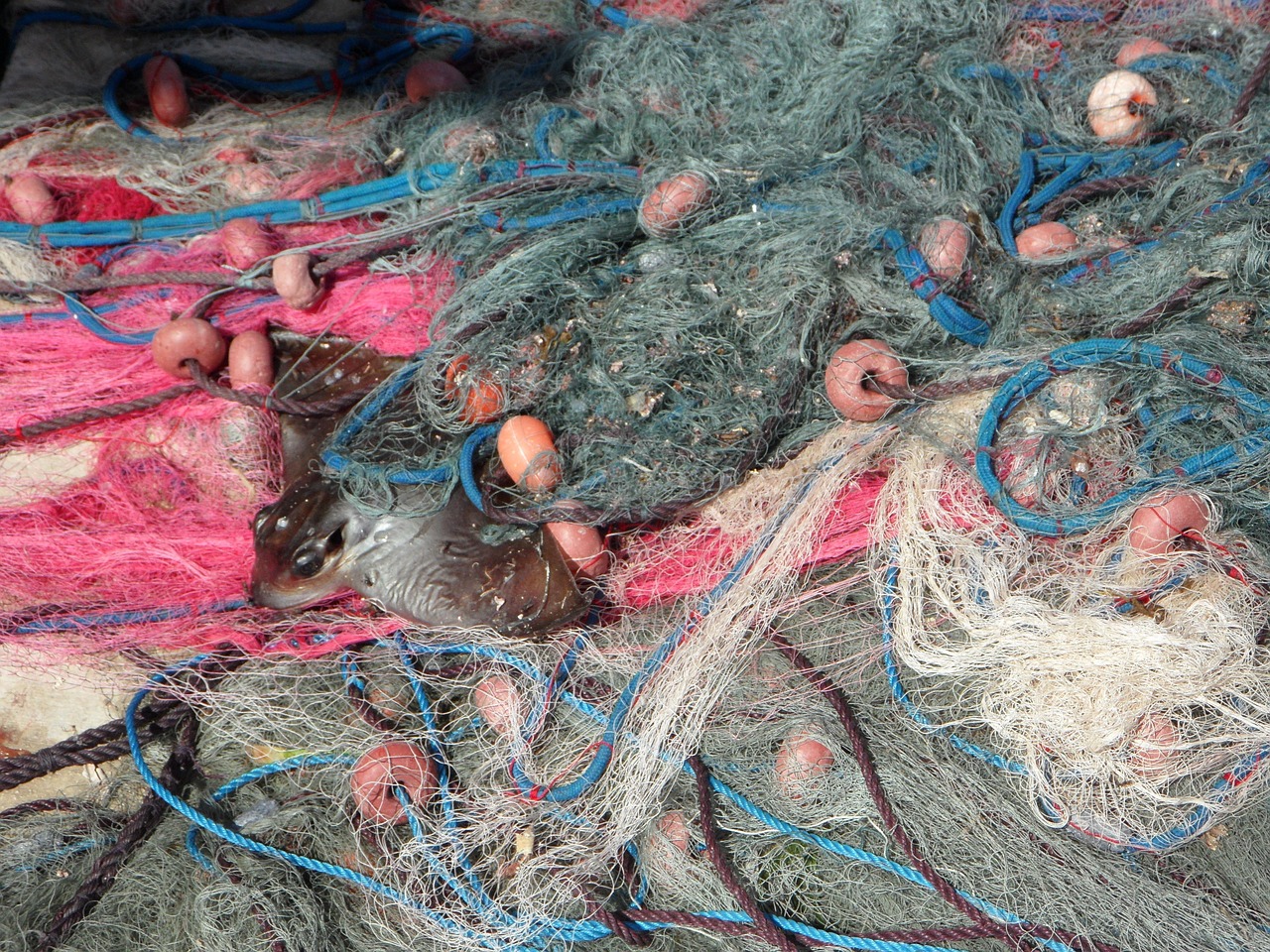 fishing nets, caught, catch, by catch, fishing, fish
