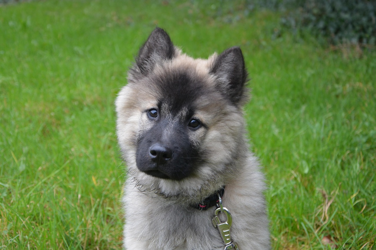 dog, dog christmas blue, canine, domestic animal, eurasier, fawn charbonner, mammal, green lawn, animal