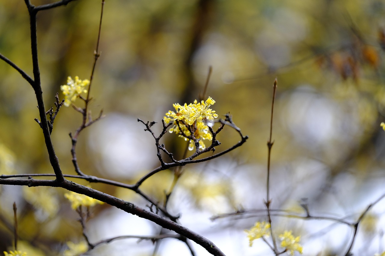 flowers, tree, nature, landscape, spring, yellow, growth, bloom, blossom, botany, macro, cornus officinalis