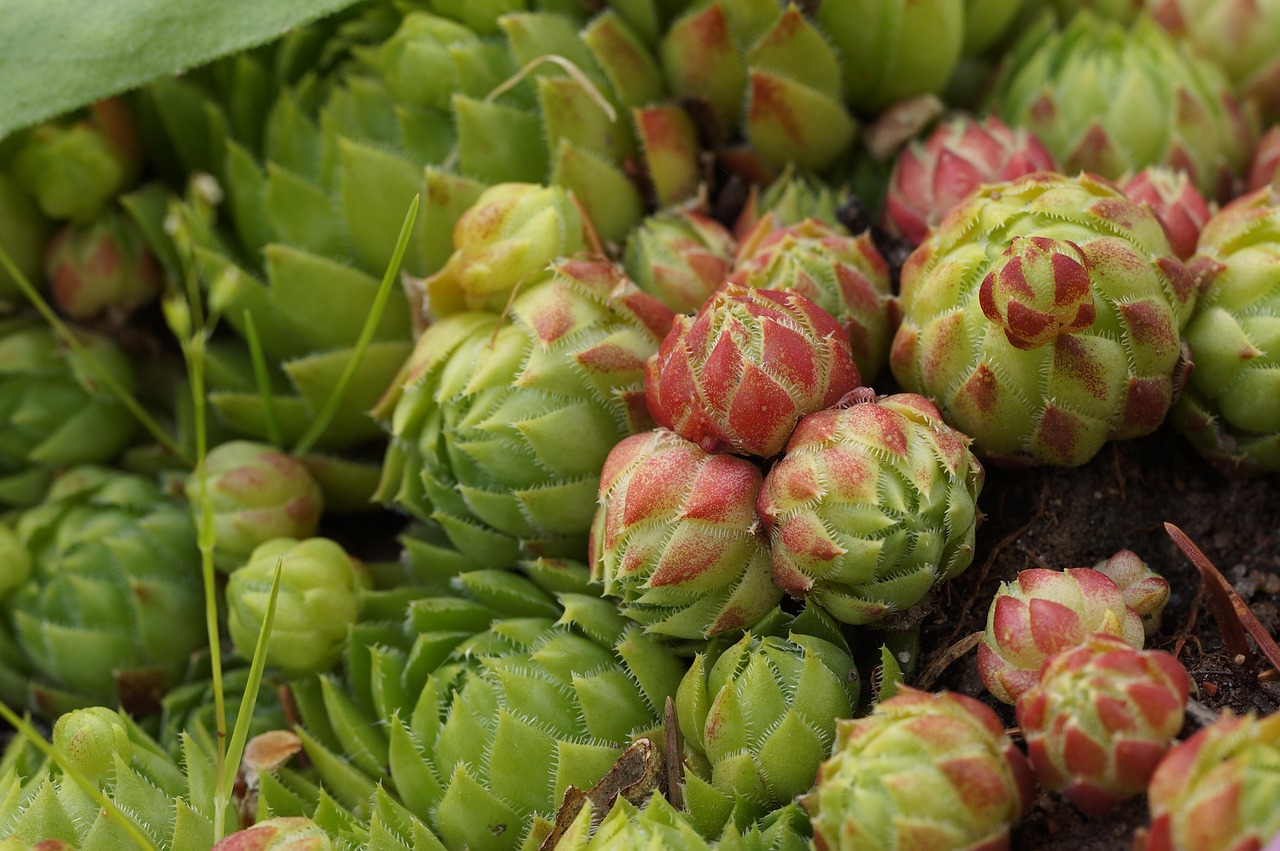 houseleek, sempervivum, young, garden, summer
