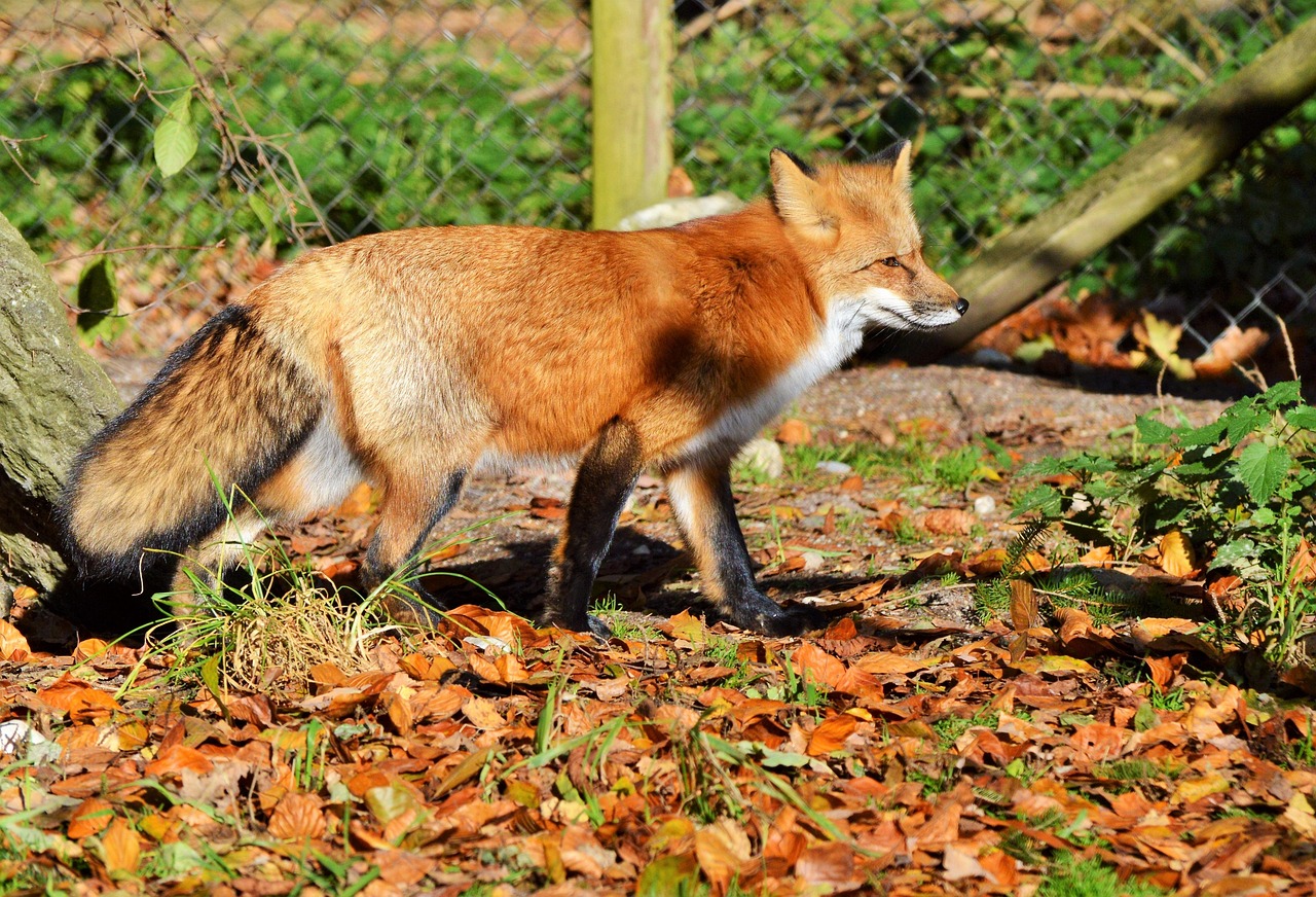 fox, red fox, predator, reddish fur, fur, wild animal, animal, forest animals, cute, reddish, zoo, wildlife park, wildpark poing