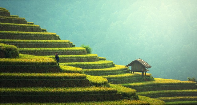 agriculture, rice plantation, thailand, rice, vietnamese, green, ecology, myanmar, nature, burma, growth, countryside, malaysia, bali, plantation, hills, indochina, terraces, garden, gardening, environment, cambodia, asia