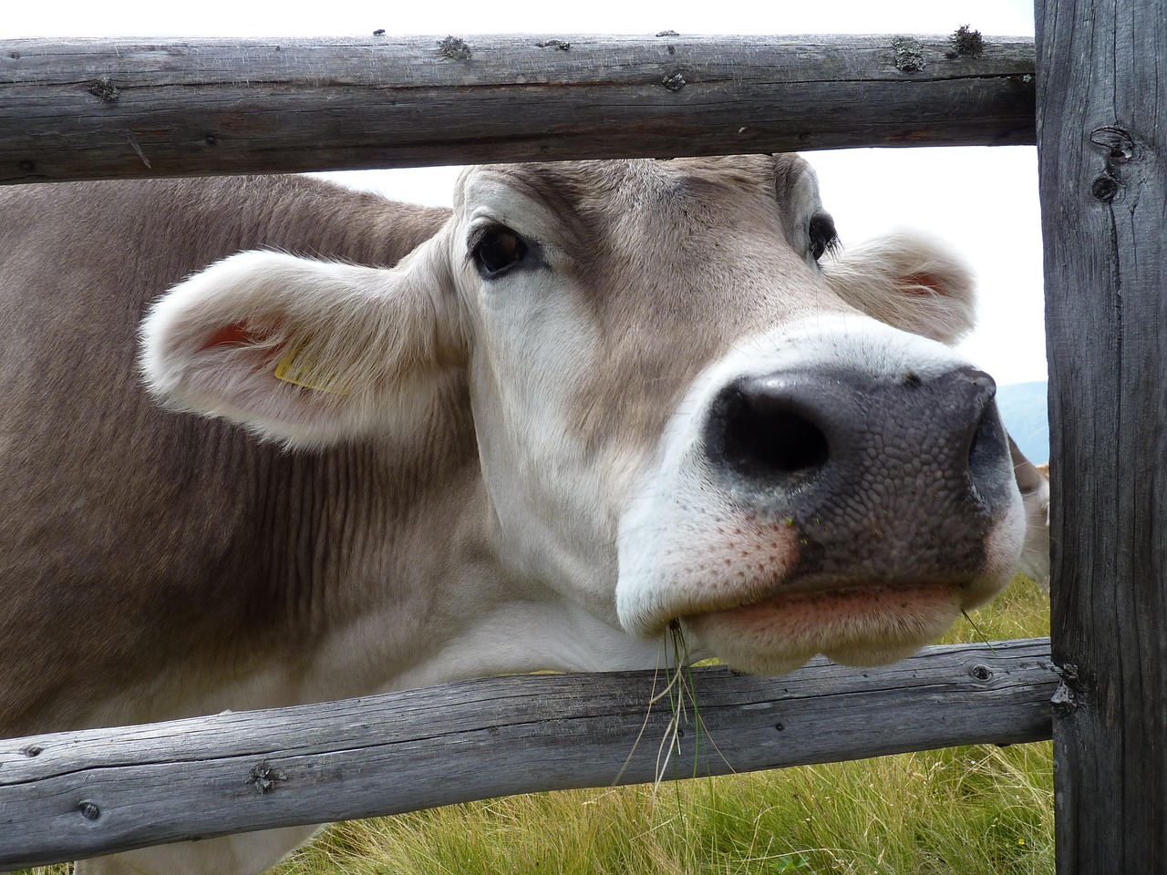 cows, animal, alm, south-tirol