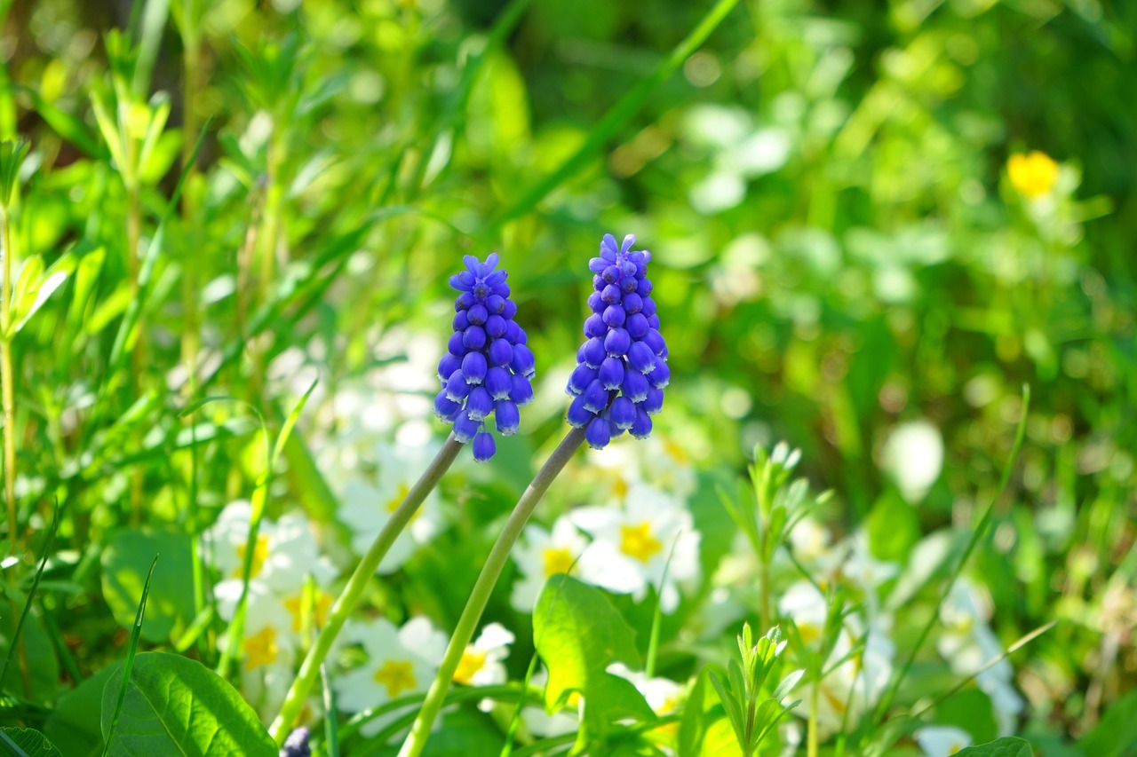 grape hyacinth, blossom, bloom, flower, blue, spring, muscari, asparagus, asparagaceae, pearl hyacinths, farmer's boy, miners