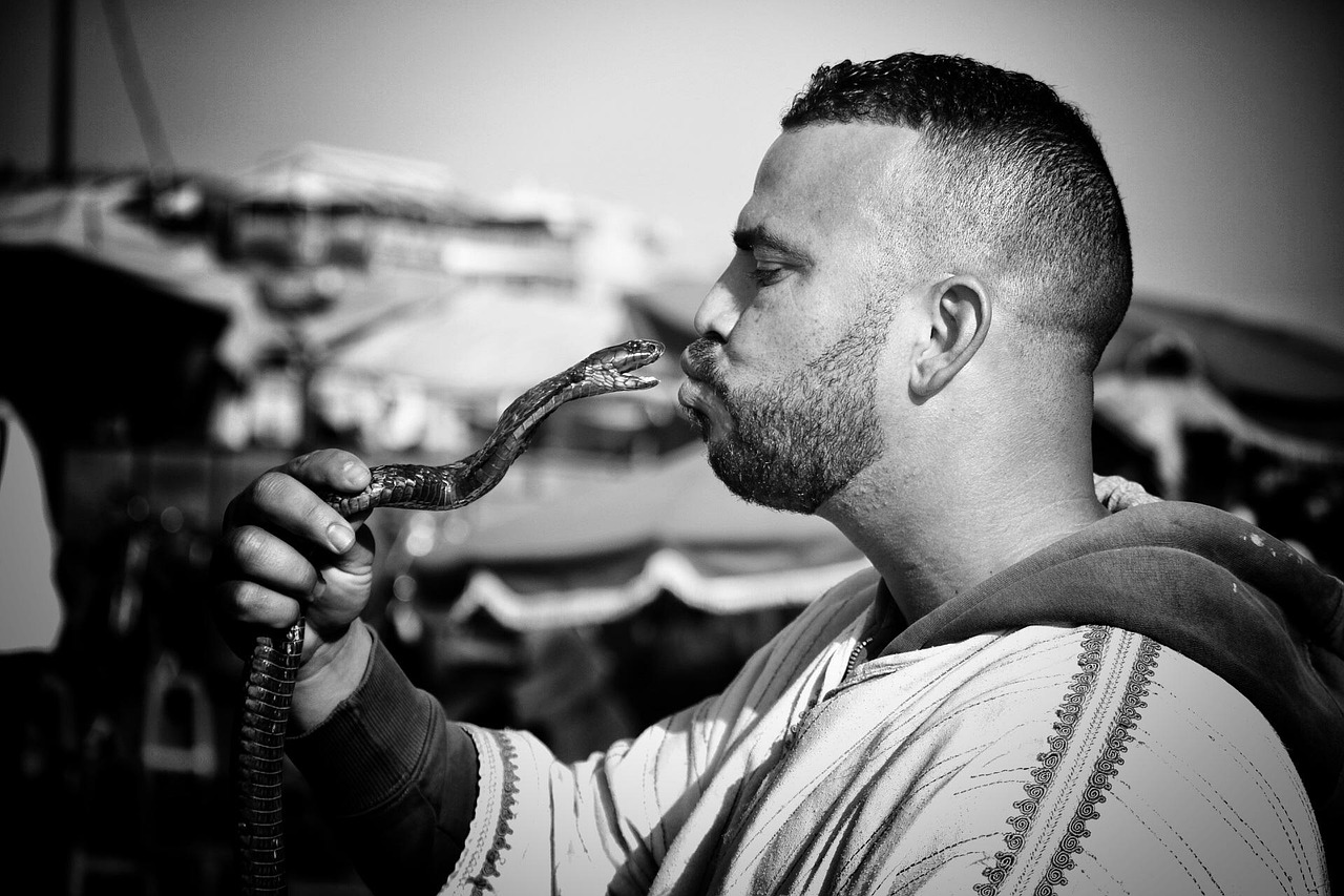 snake, wildlife, man, wild, reptile, nature, animal, danger, skin, dangerous, predator, serpent, viper, creature, cobra, tongue, black, white, head, male, model, morocco, life, africa, holiday, close, happy, looking, face, portrait, fun, style, gray life, gray snake, gray fun