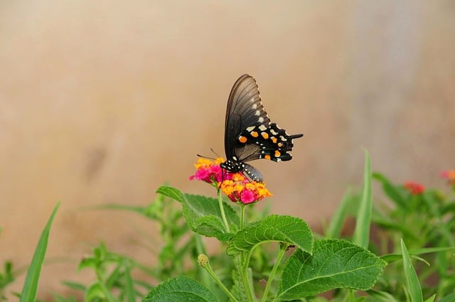 butterfly, nature, insect, wings, pollination