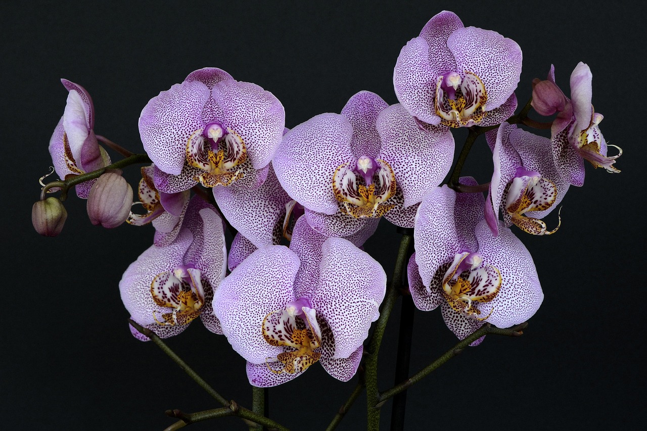 orchids, flower, blossom, bloom, white violet, orchid flower, purple, leaves, nature, plant, bud, exotic