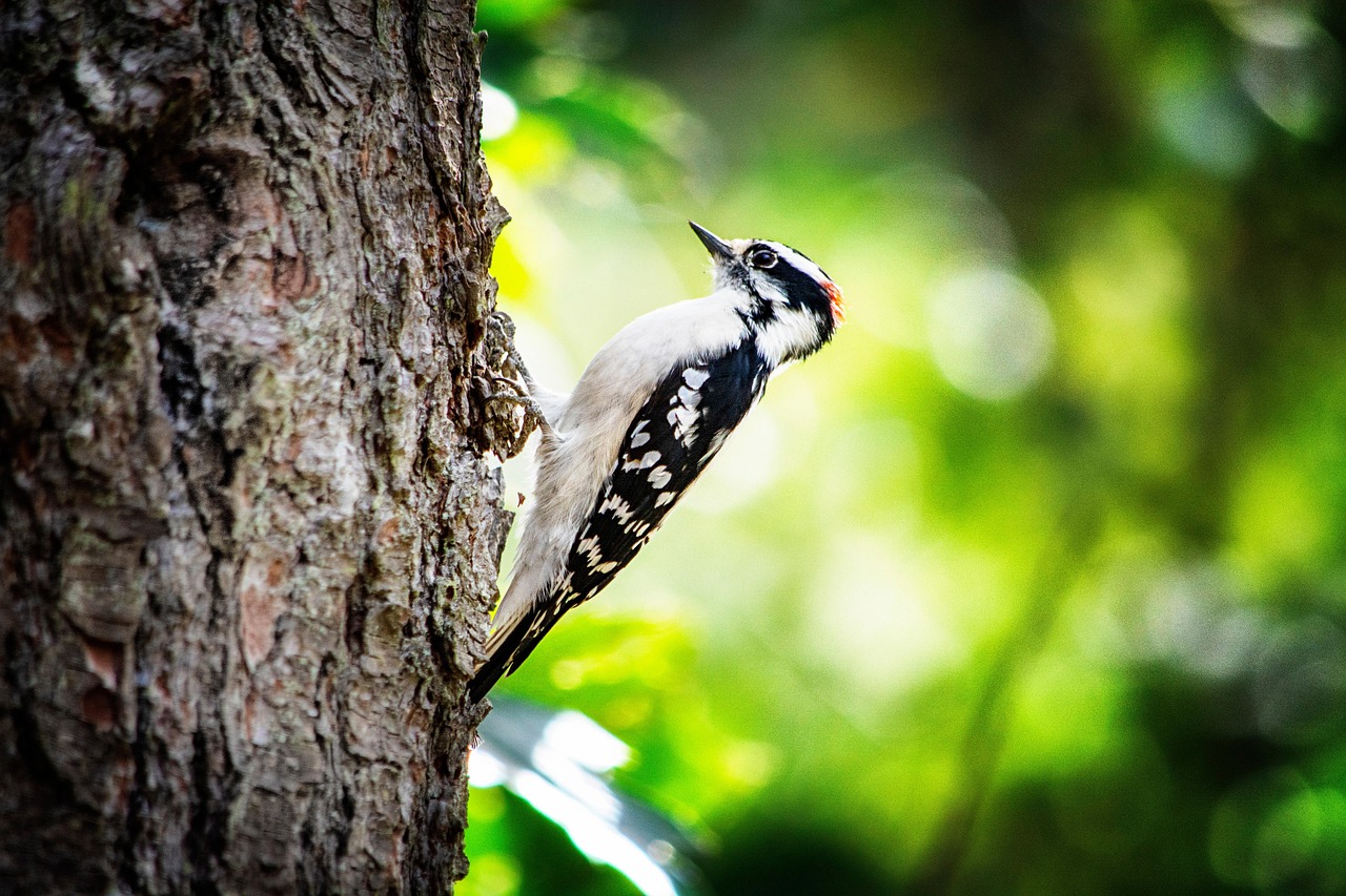 downy woodpecker, woodpecker, bird, animal, wildlife, plumage, beak, bark, tree, nature, closeup