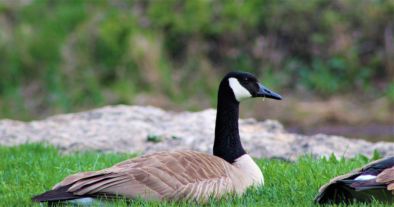 goose, canadian goose, bird, fowl, wildlife, wild, green birds