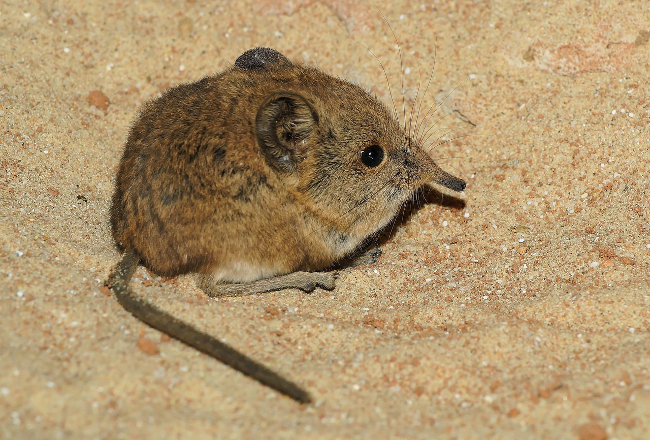 elephant, picky squirrel, african mouse, long nose, djungarian hamsters, gray-brown, asia, cute, pointed nose