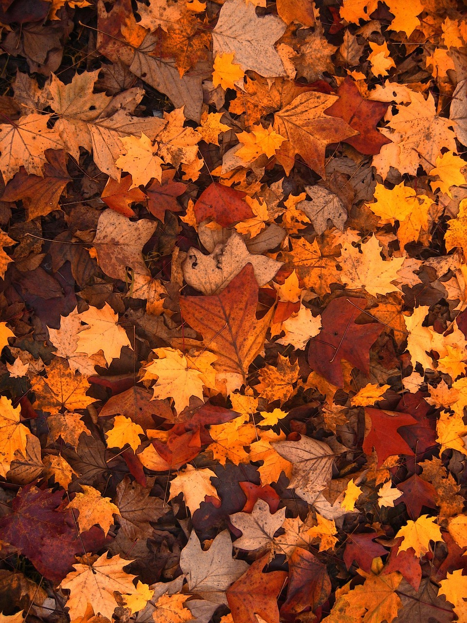 autumn, leaves, foliage, fall, brown leaves, forest, nature