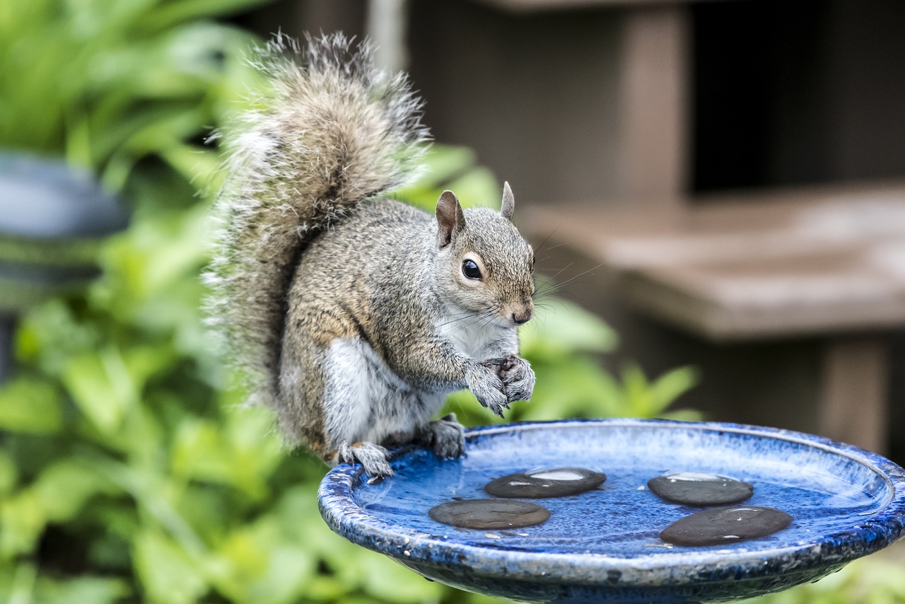 squirrel, water, bath, animal, eat, thirsty