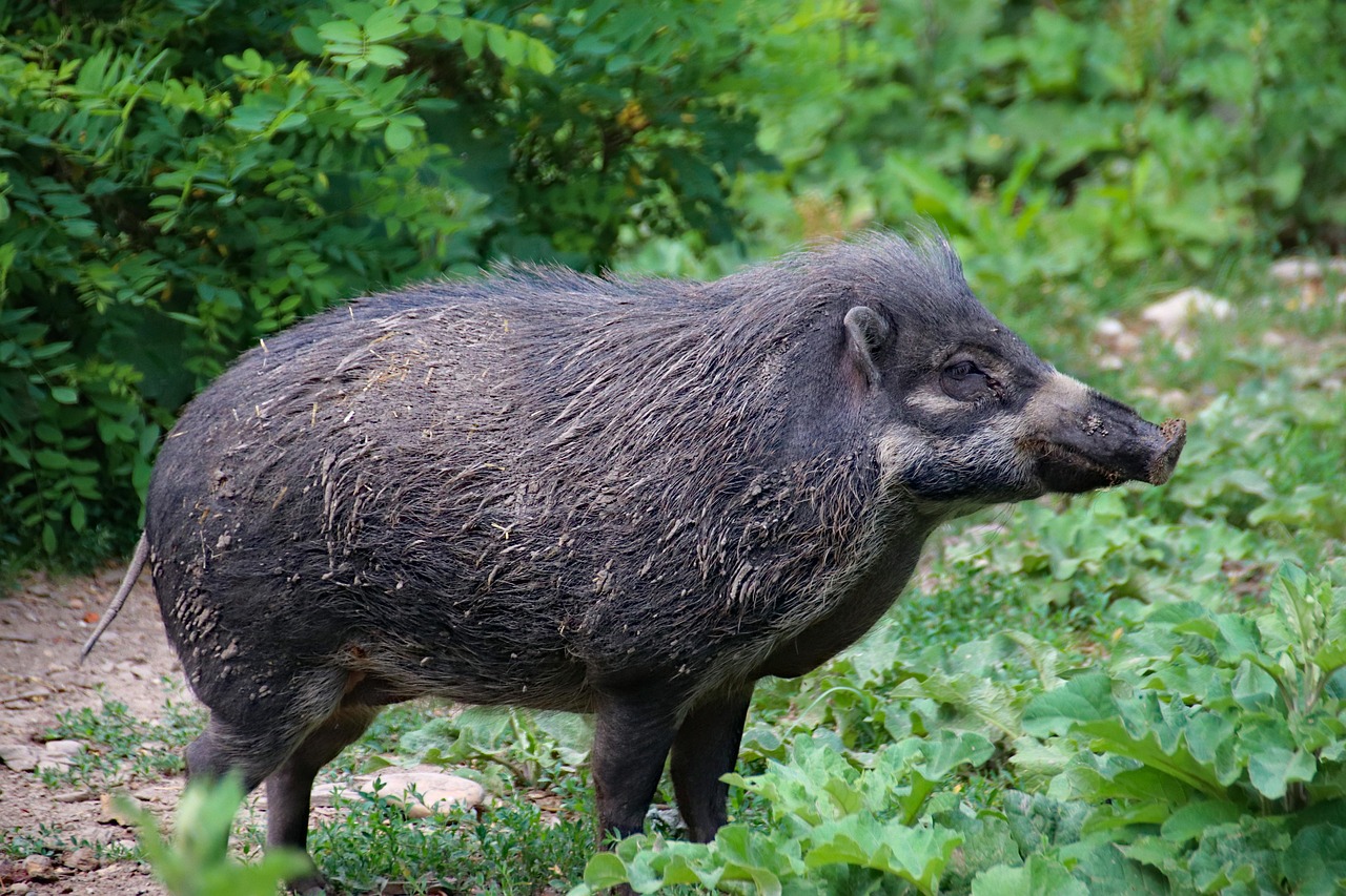 pig, wild boar, boar, animal, bristle, mammal, snout, dirty