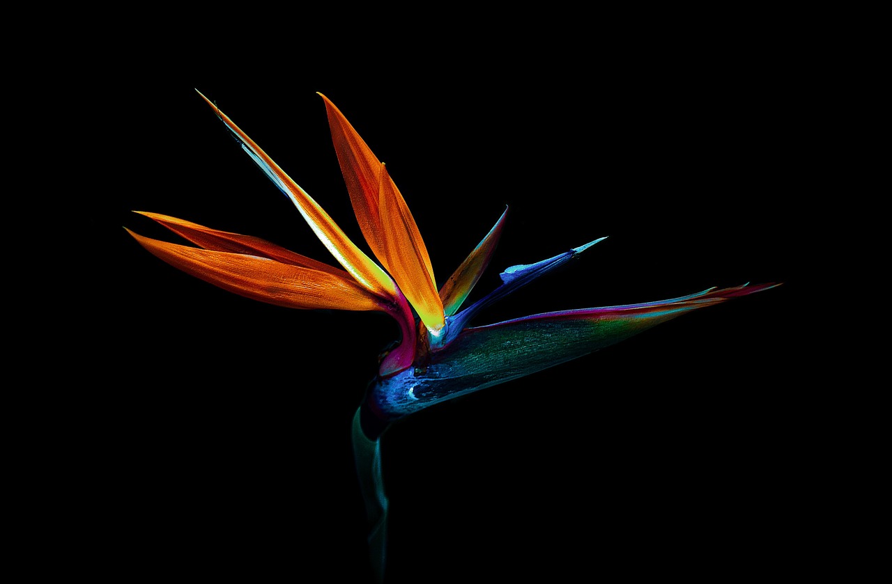 bird of paradise, flower, plant, strelitzia, bloom, petals, nature, dark, closeup, wallpaper, artsy, ornamental plant, decorative plant, botanical garden, provocative, anticipation, exotic, temptation, strelitzia reginae, android wallpaper, light in the dark, nikon, nightly