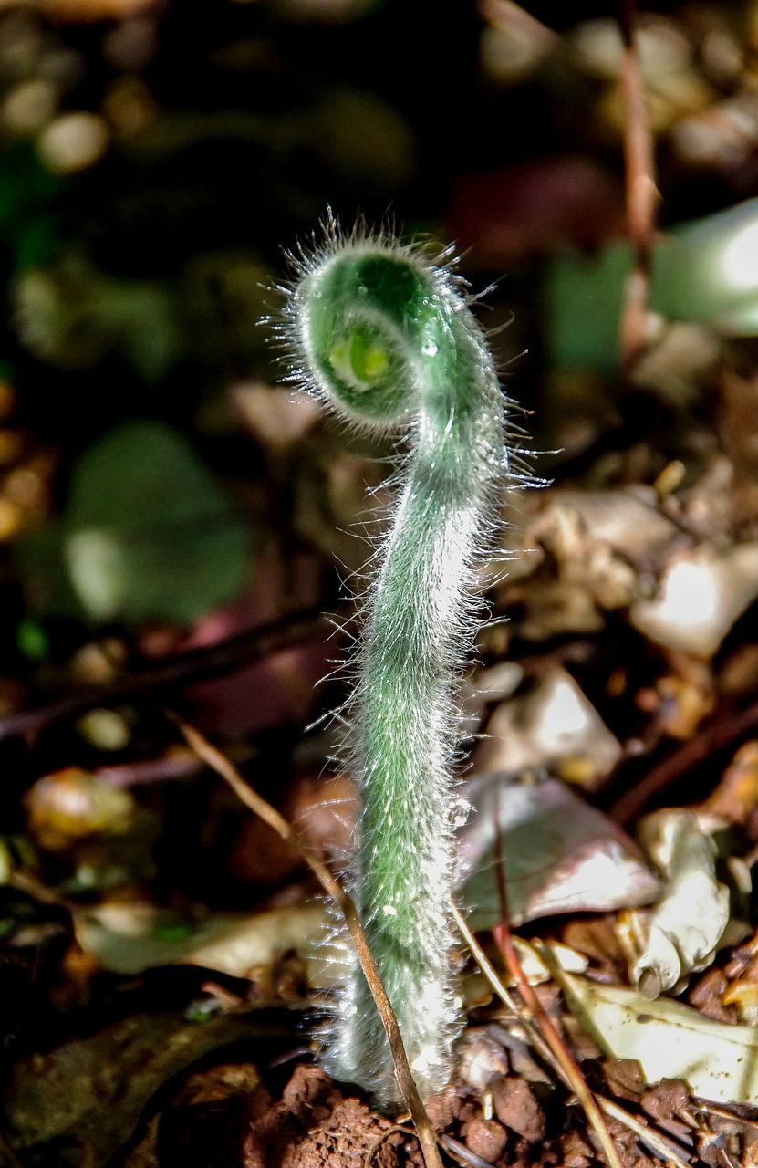 fern, frond, shoot, new, leaf, curled, wild, rainforest, rain, forest, queensland, australia