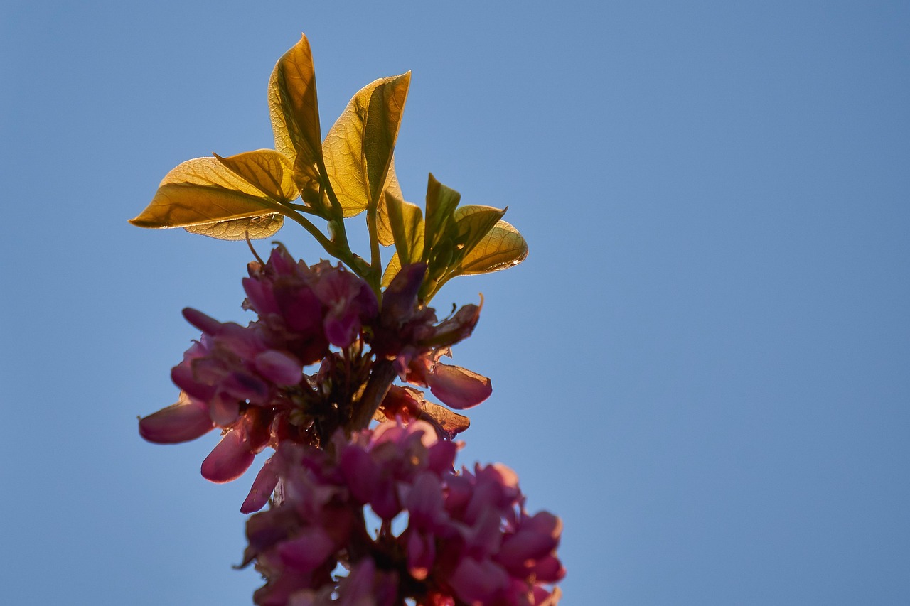 judas tree, leaf, heart, heart shape, tree, judas, blossom tree, nature, beautiful, cercis, ordinary judas tree, cercis siliquastrum, spring, bloom, love, heart leaf, in love