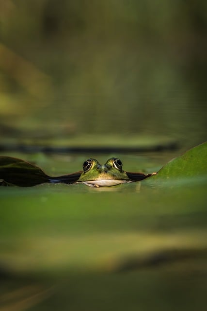frog, nature, animal, biotope, wilderness, amphibian, water, leaves, green, water frog, wildlife
