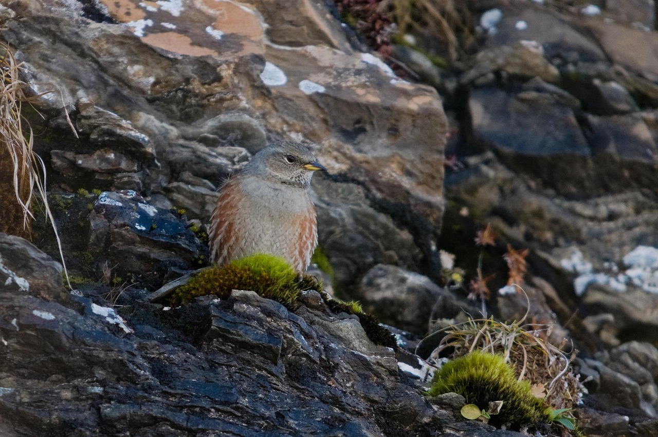 bird, alpine accentor, prunella collaris, accentor, mountain bird, nature, fauna, prunellidae, songbird, ave, avian, ornithology, bird watching, animal, animal world, wildlife, wildlife photography
