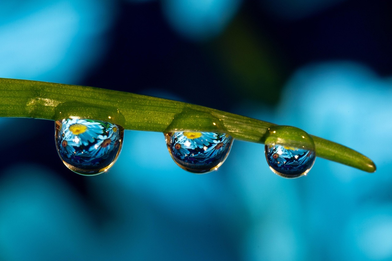 home studios, home studio, marco, macro, fujifilm xt20, the xt20, 7artisans, 7artisams60mm, macro lens, world of macro, a drop of water, sunset, daisies