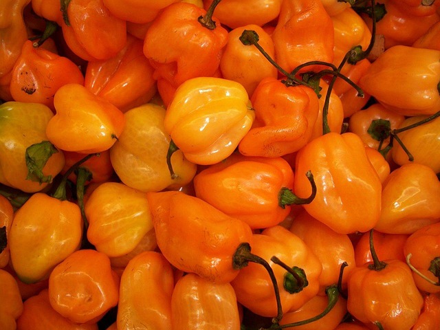 Image for Making Chile Pepper Tinctures for Medicinal Use