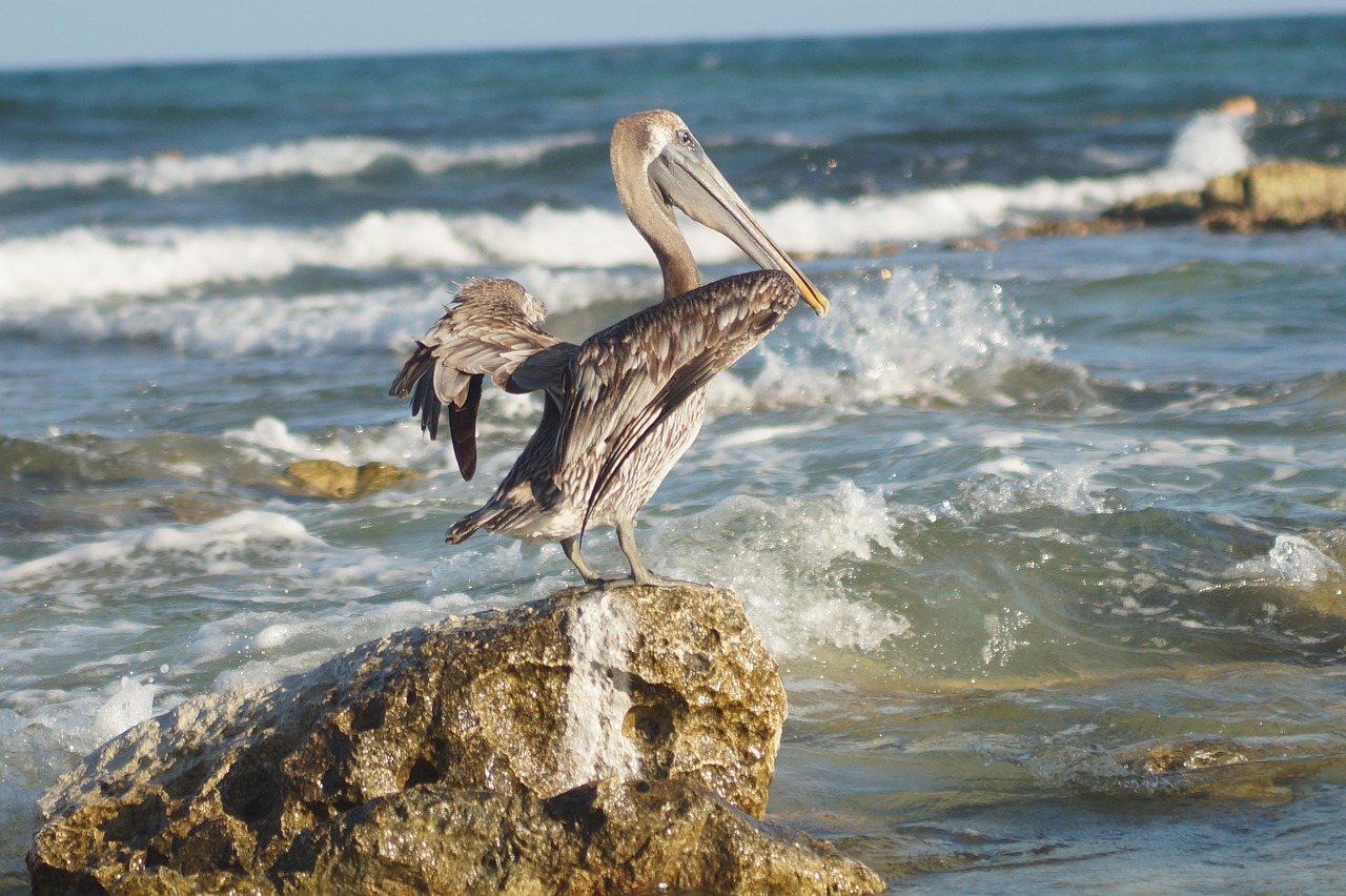 cancun, nature, paradise, ocean, bird, waves, rocks