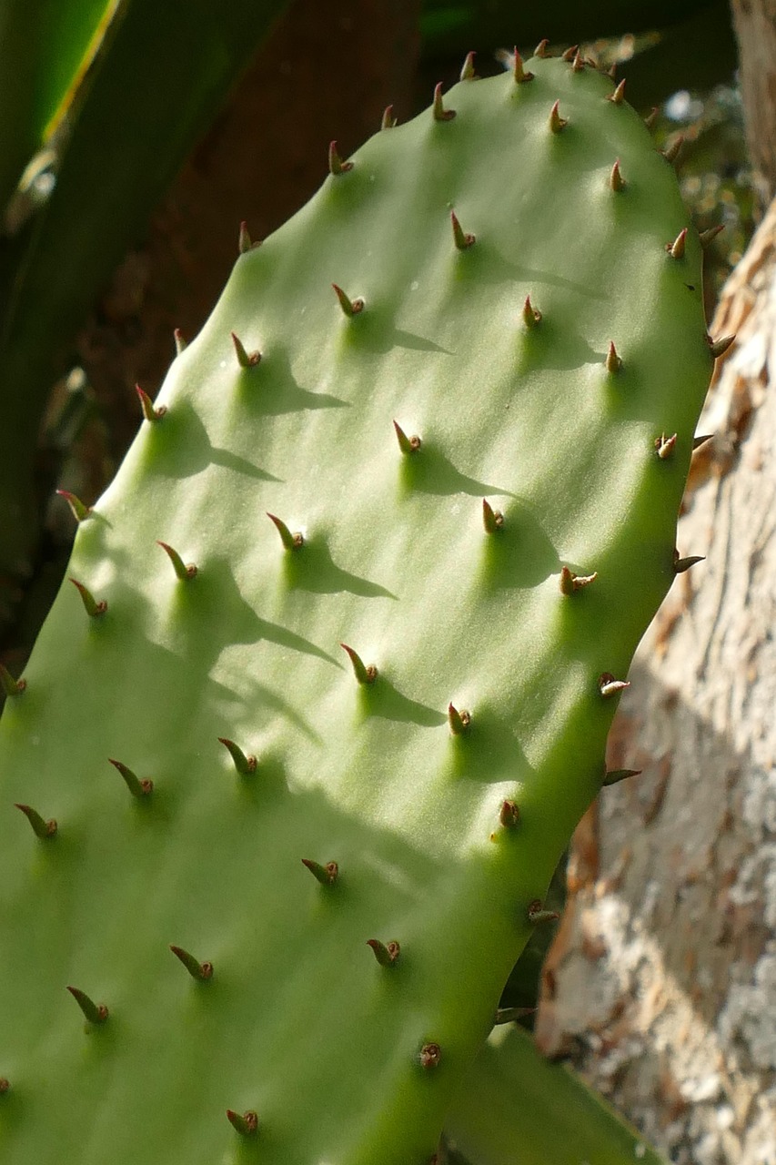 cactus, plant, flora, spine, nature, thorn