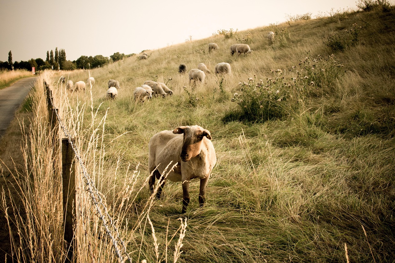 sheep, animals, flock, meadow, lamb, landscape, cattle, pasture, rural, mammal, field, grass, farm