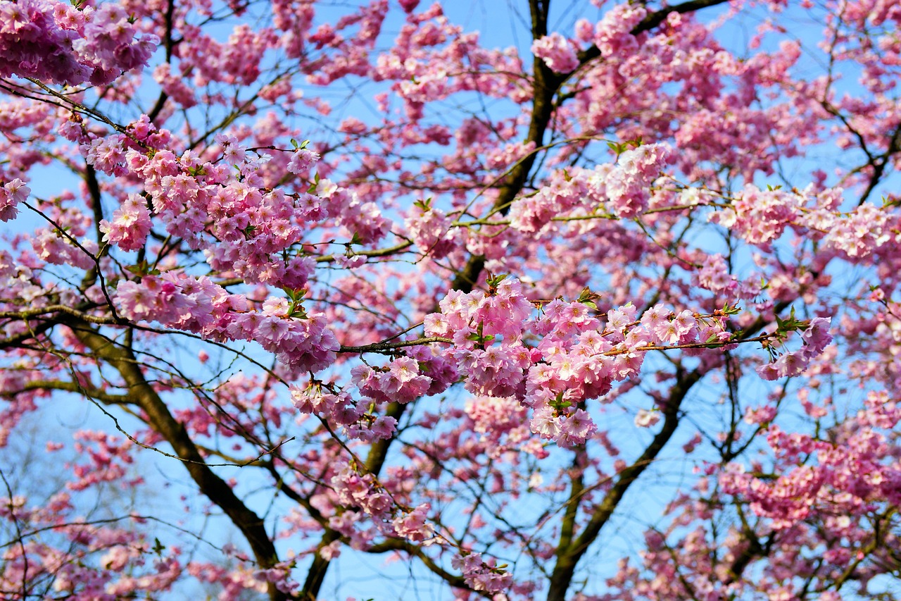 cherry blossom, japanese cherry, smell, blossom, bloom, japanese cherry blossom, ornamental cherry, spring, pink, bloom, prunus serrulata, ornamental plant, oriental cherry, east asian cherry, grannenkirsche, prunus, roses, rosaceae, flowering branch, branch, tree, bud, yoshino cherry tree, yoshino, cherry tree, japanese culture, japanese, tradition