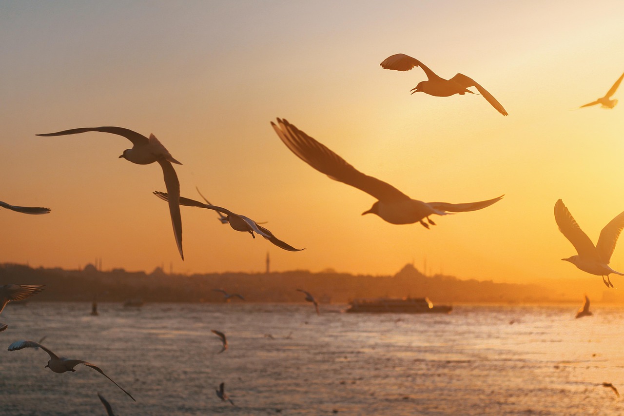 birds, seagulls, sunset, view, seascape, ornithology, wildlife, flock, istanbul, uskudar