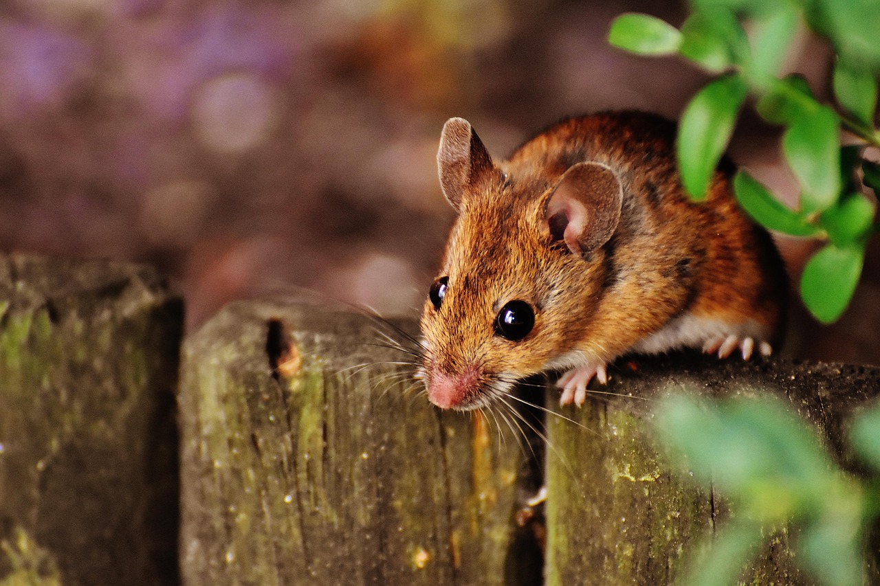 mouse, rodent, cute, mammal, nager, nature, animal, wood mouse, apodemus sylvaticus, fur, small, button eyes, brown