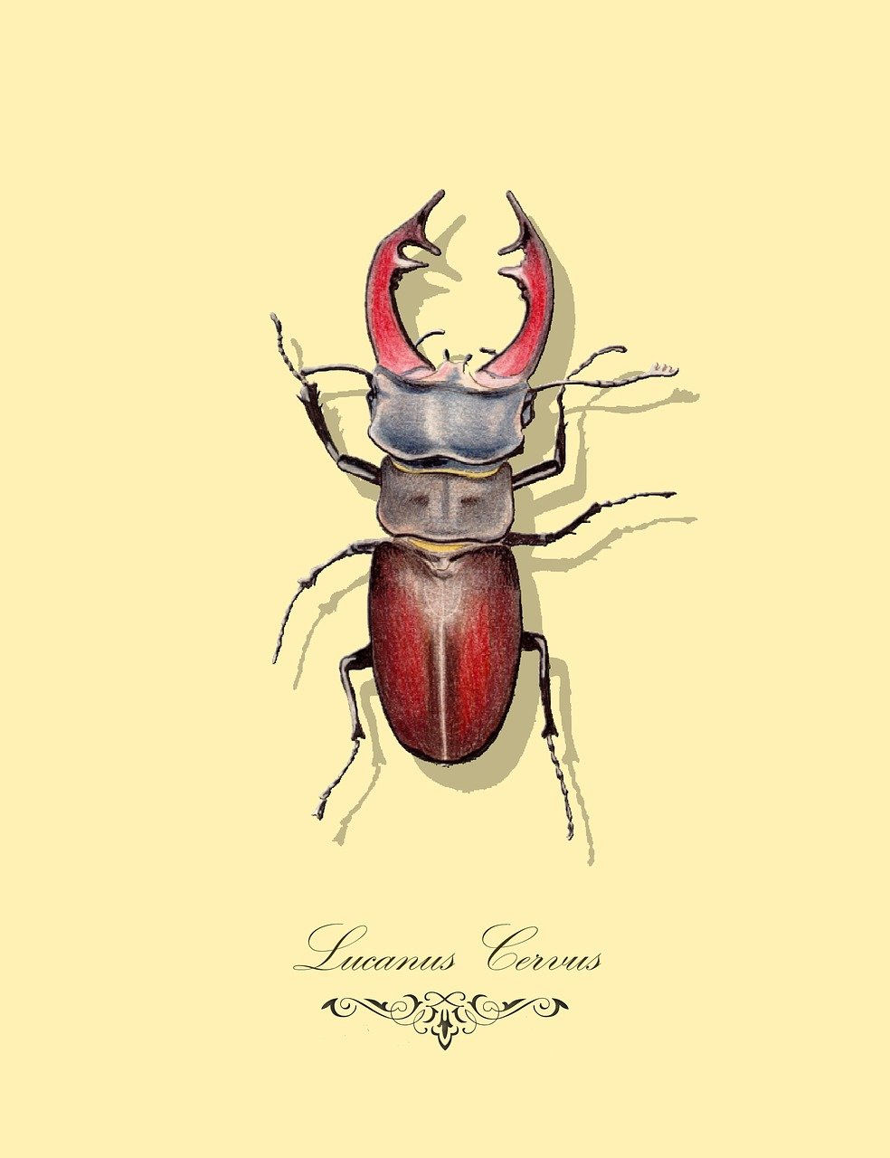 lucanus cervus, stag beetle, drawing, fauna