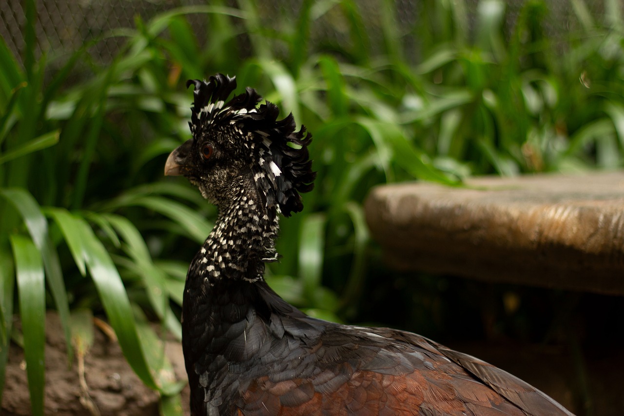 bird, itics, guatemala, quetzaltenango, zoo, nature, oviparo