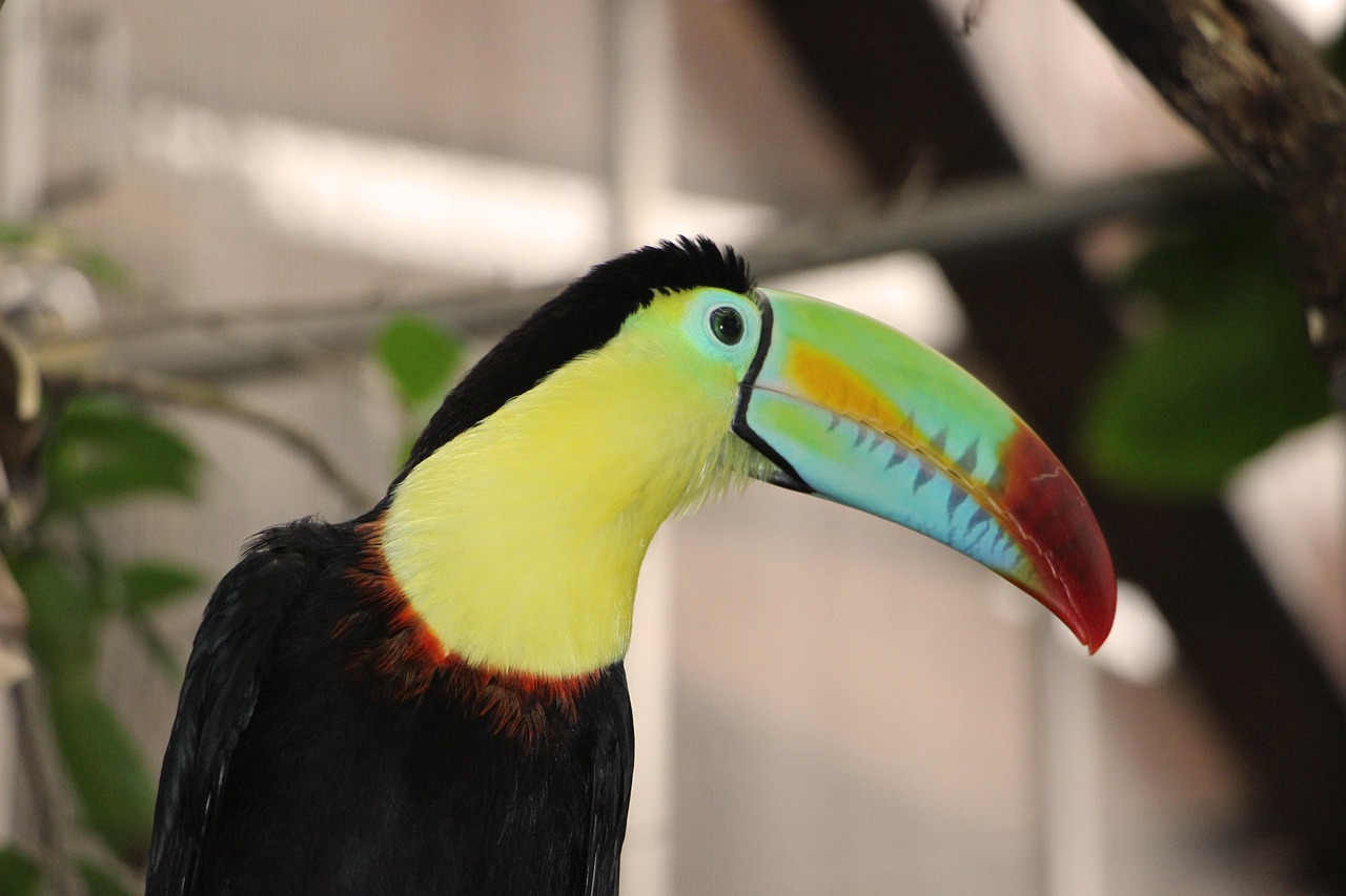 toucan, keel, bird, poultry, tropics