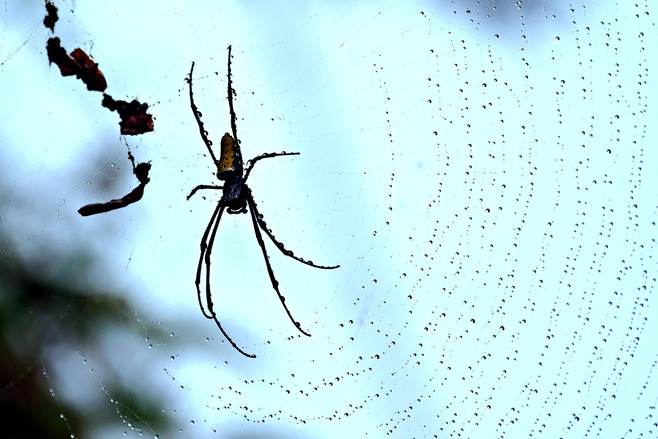 insect, spider, entomology, habitat, giant spider, web, fauna, wildlife