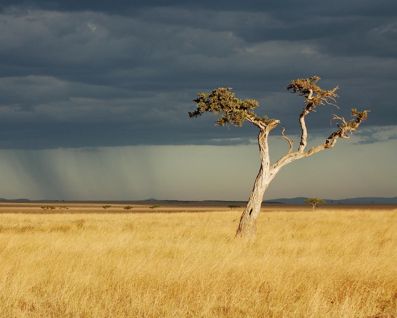 savanna, africa, kenya, storm, rain, landscape, travel, natural, bush, nature, safari, wild, habitat, dry, sky, tree, scenery