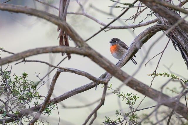 scarlet robin, bird, animal, wildlife, petroica boodang, robin, avian, ornithology, birdwatching, nature, female bird, wild, perched, plumage, australian, australia