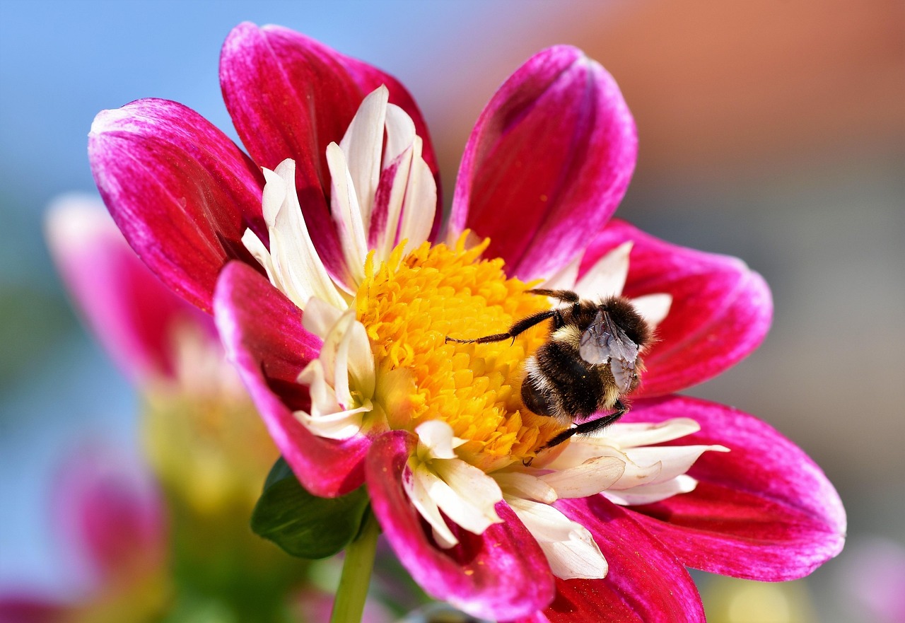 bee, insect, pollinate, pollination, zinnia, flower, winged insect, wings, nature, hymenoptera, entomology, macro, hummel, blossom, bloom, plant, flora