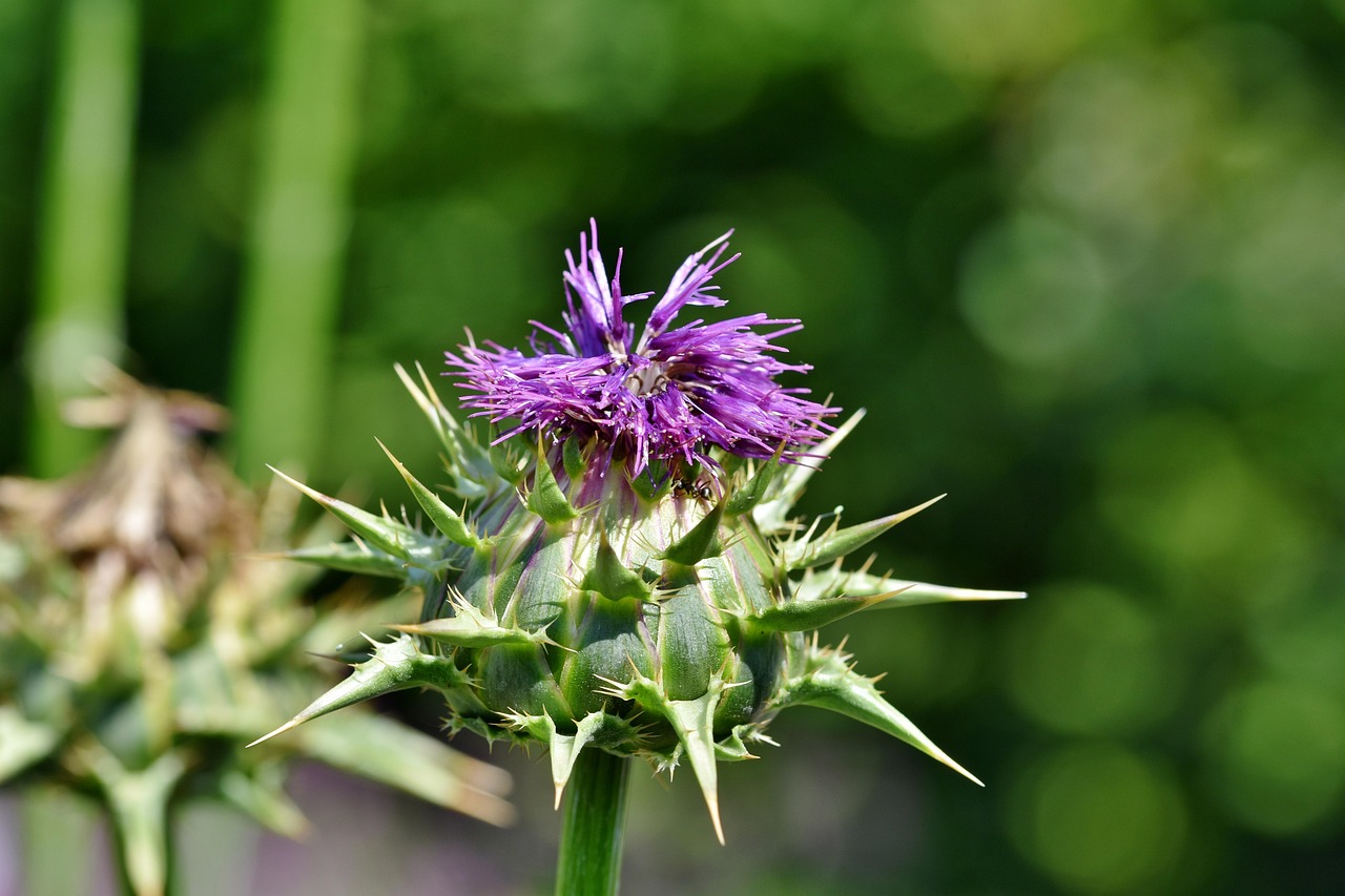 thistle, common donkey thistle, crab thistle, wool thistle, spasmodic thistle, bee, insect, prickly, blossom, bloom, flower, flora, garden, bloom