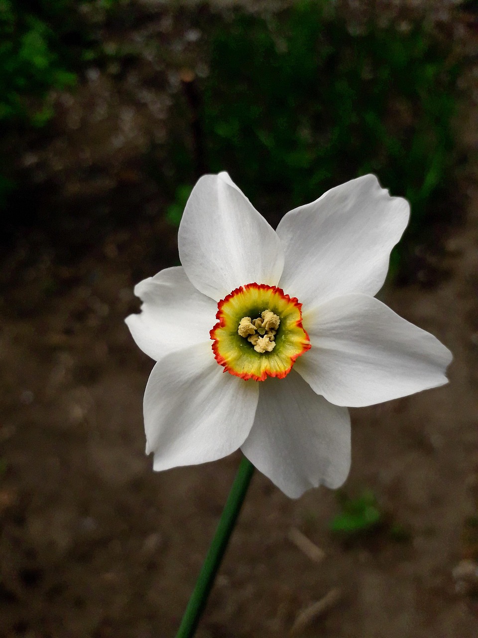 daffodil, flower, white daffodil, petal, white petals, bloom, blossom, flora, nature