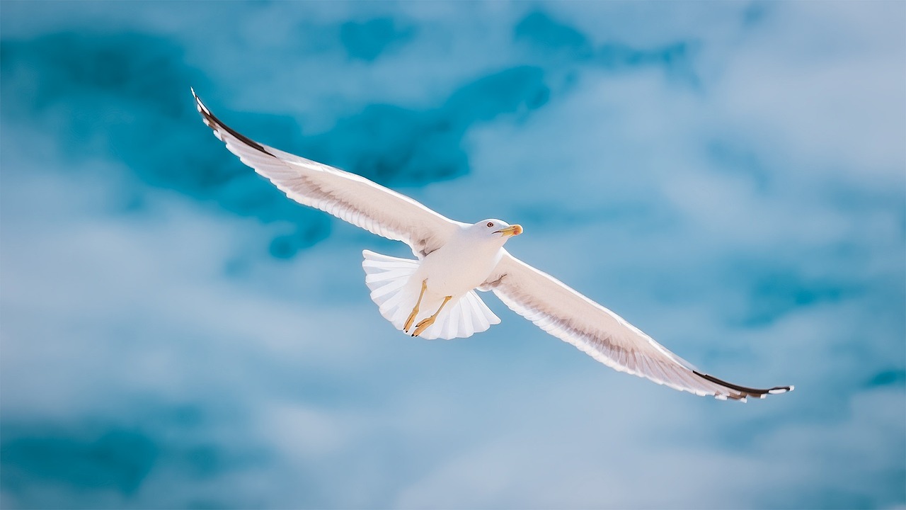 bird, seagull, ornithology, species, fauna, avian, animal, wildlife, wings, feathers, portugal, algarve, flight, sky, freedom
