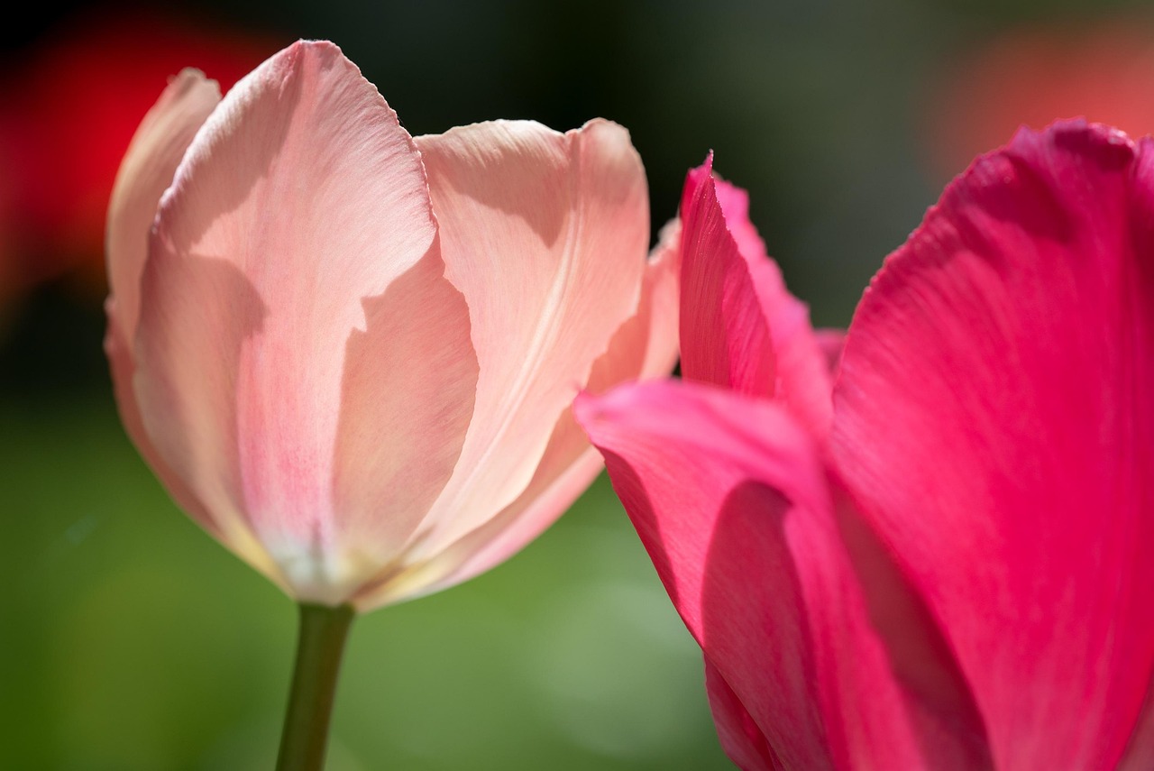 flower, tulip, blossom, bloom, garden, spring, seasonal, nature, botany, pink, coral, close up