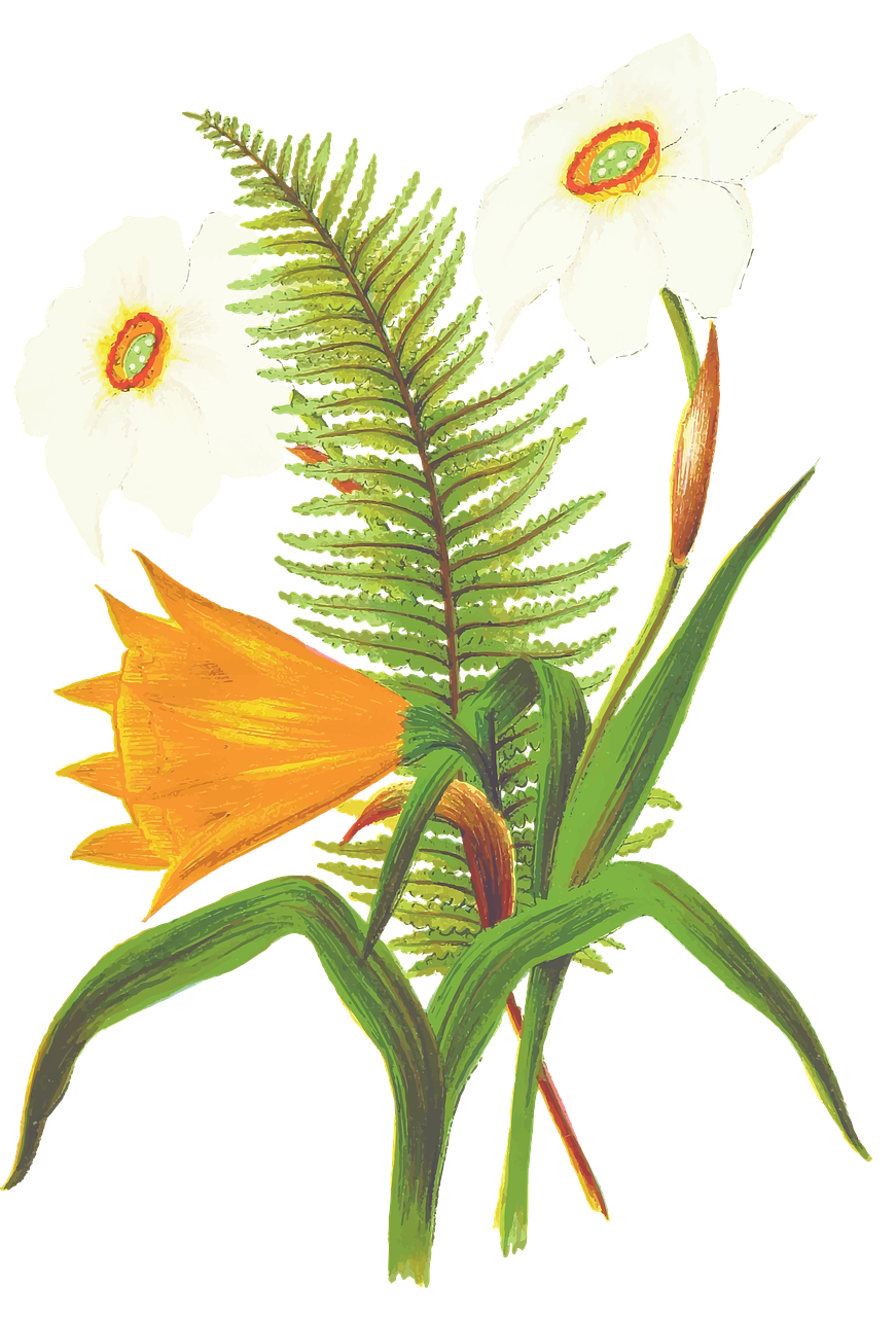 flower, orange flower, fern, narcissus, spricg, drawing, bouquet of flowers