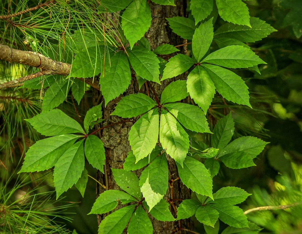 virginia creeper, parthenocissus quinquefolia, five leaved ivy, woodbine, decidous vine