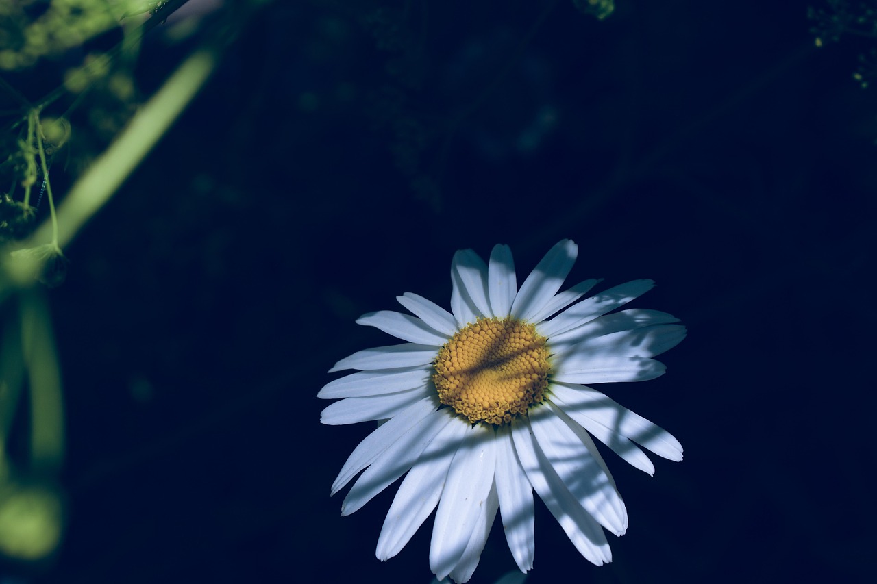 daisy, hidden, shade, white, stealth