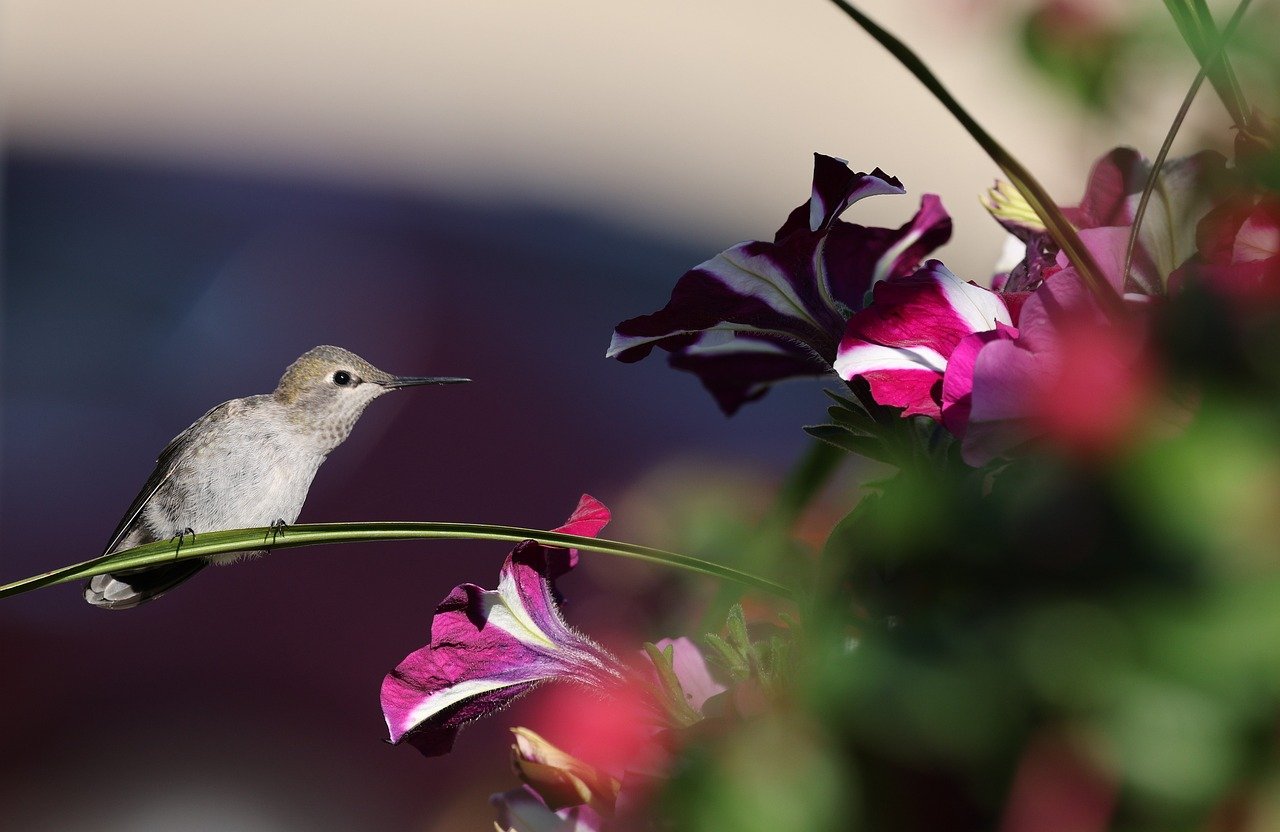 anna hummingbird, nature, wildlife, plumage, branch, spring, leave