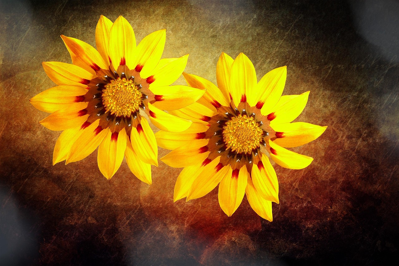 midday gold flower, flower, blossom, bloom, yellow, midday gold, painting