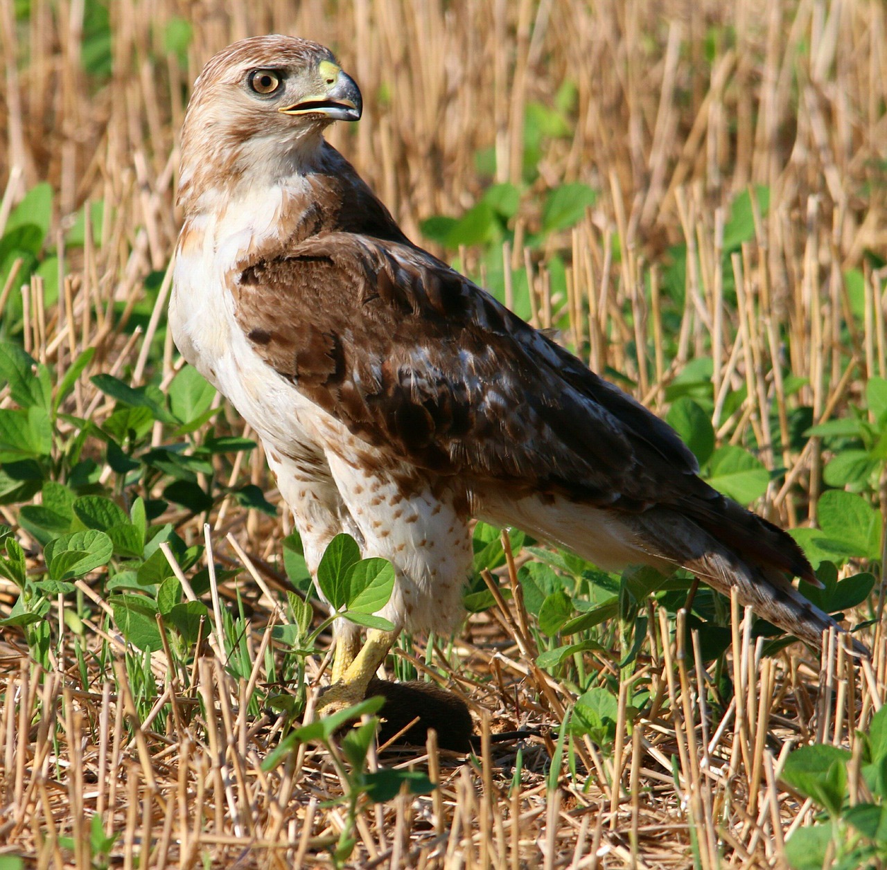 red tailed hawk, red-tailed, hawk, bird, raptor, predator, buteo, wildlife, nature, feather, tailed, prey, natural, chickenhawk, profile, looking, eye, head, close, mouse, caught, young, animal, staring, stare, brown mouse