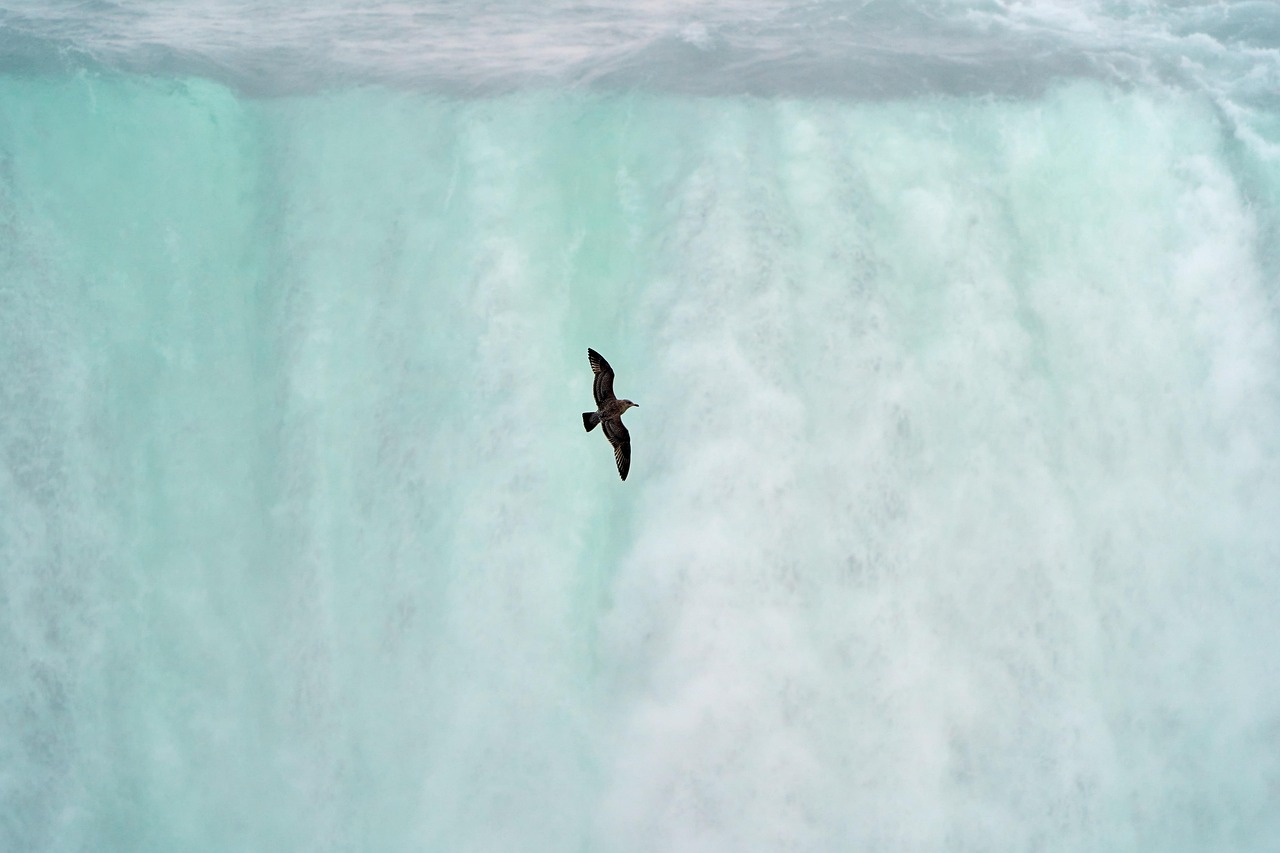 bird, waterfall, niagara falls, nature