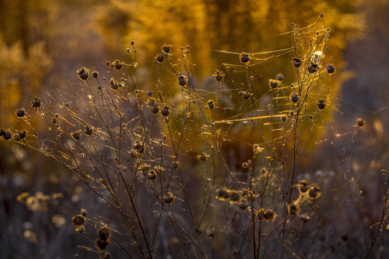 indian summer, web, autumn, plant, inflorescence, stem, yellow, dry, warmly, summer, bokeh, backlight, spiders, devil drooling, ukraine, warm, drooling devil
