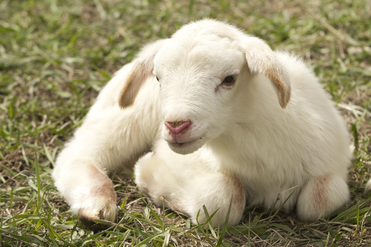 lamb, farm, sheep, livestock, young animal, portrait, mammal, animal, farm animal